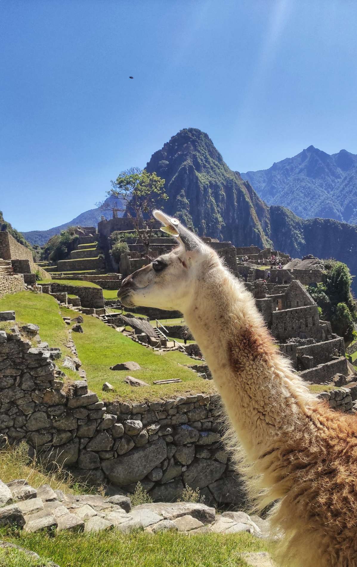 Machupicchu Family Trip